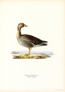 Oie rieuse - Magnus Ferdinand and Wilhelm von Wright