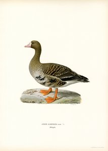 Oie rieuse - Magnus Ferdinand and Wilhelm von Wright