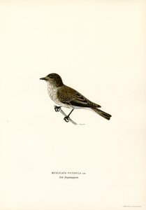 Gobemouche gris - Magnus Ferdinand and Wilhelm von Wright