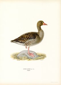 Oie cendrée - Magnus Ferdinand and Wilhelm von Wright