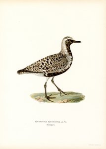 Pluvier argenté - Magnus Ferdinand and Wilhelm von Wright
