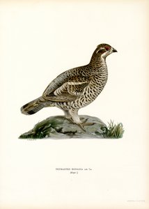 Gélinotte des bois