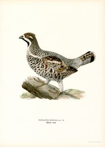 Gélinotte des bois