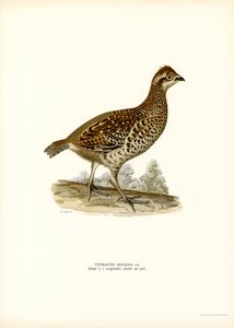 Gélinotte des bois