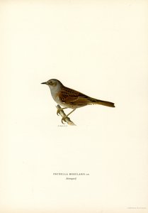 Fauvette des jardins (lithographie en couleur) - Magnus Ferdinand and Wilhelm von Wright