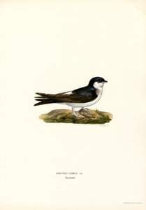 Hirondelle de fenêtre