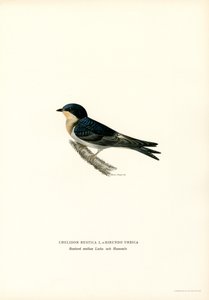 Hirondelle rustique (lithographie en couleur) - Magnus Ferdinand and Wilhelm von Wright