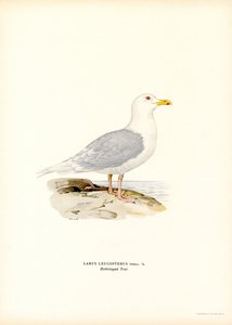 Goéland bourgmestre