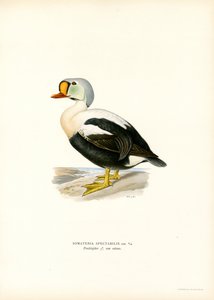 Eider à tête grise - Magnus Ferdinand and Wilhelm von Wright