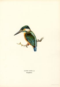 Martin-pêcheur - Magnus Ferdinand and Wilhelm von Wright