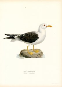 Goéland brun