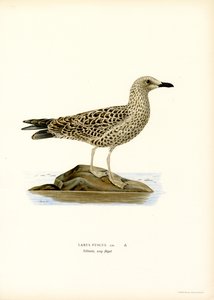 Goéland brun