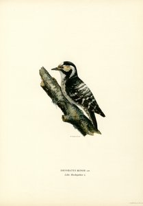 Pic épeichette - Magnus Ferdinand and Wilhelm von Wright