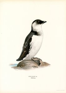 Mergule nain - Magnus Ferdinand and Wilhelm von Wright