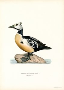Petit eider - Magnus Ferdinand and Wilhelm von Wright