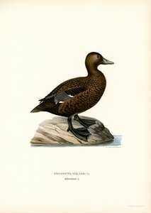 Petit Eider