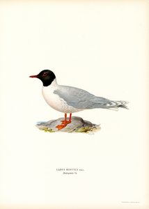 Petite Mouette - Magnus Ferdinand and Wilhelm von Wright