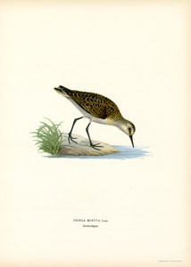 Bécasseau minute