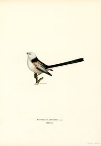 Mésange à longue queue - Magnus Ferdinand and Wilhelm von Wright