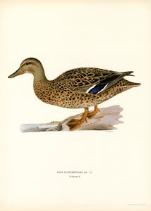 Canard colvert - Magnus Ferdinand and Wilhelm von Wright