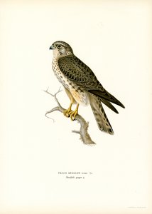 Faucon émerillon - Magnus Ferdinand and Wilhelm von Wright