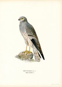 Busard Montagu