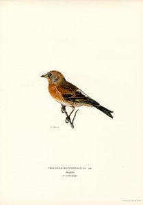 Pinson des montagnes - Magnus Ferdinand and Wilhelm von Wright