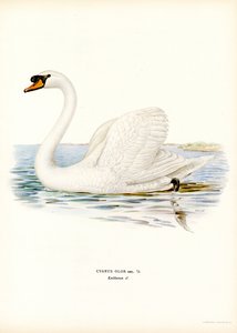 Cygne tuberculé
