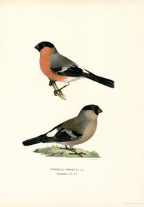 Bouvreuil pivoine eurasien - Magnus Ferdinand and Wilhelm von Wright