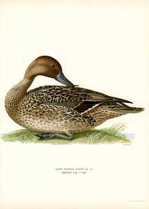 Canard pilet - Magnus Ferdinand and Wilhelm von Wright
