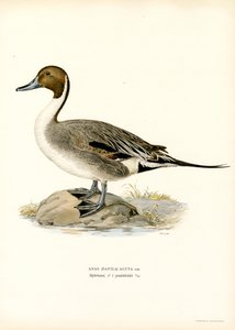 Canard pilet