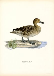 Canard pilet - Magnus Ferdinand and Wilhelm von Wright