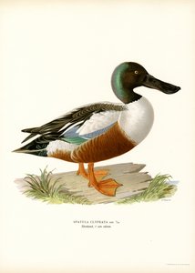 Canard souchet - Magnus Ferdinand and Wilhelm von Wright