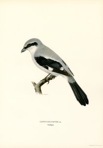Pie-grièche grise