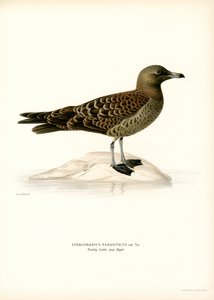 Labbe parasite