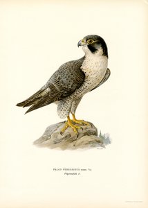 Faucon Pèlerin