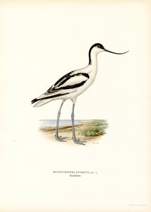 Avocette élégante