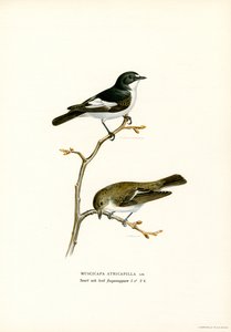 Gobemouche noir