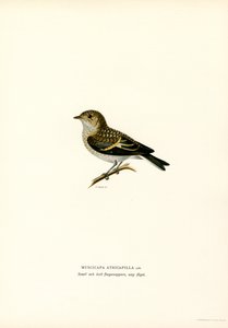 Gobemouche noir
