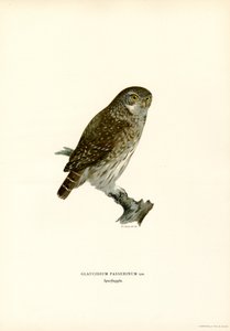 Chevêchette d