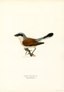 Pie-grièche écorcheur