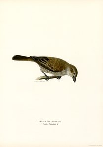Pie-grièche écorcheur