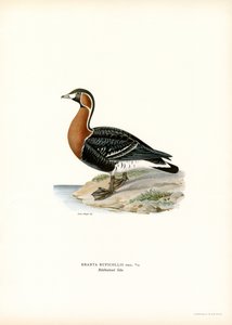 Bernache à cou roux - Magnus Ferdinand and Wilhelm von Wright