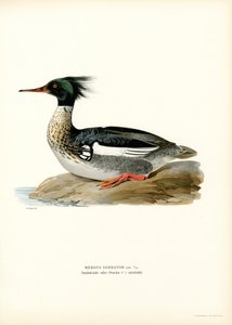 Harle huppé - Magnus Ferdinand and Wilhelm von Wright