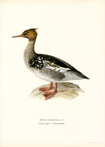 Harle huppé - Magnus Ferdinand and Wilhelm von Wright