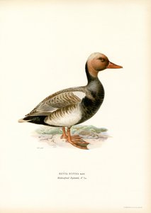 Nette rousse - Magnus Ferdinand and Wilhelm von Wright