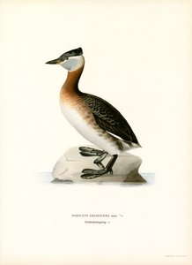 Grèbe jougris - Magnus Ferdinand and Wilhelm von Wright