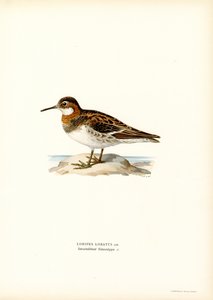Phalarope à bec étroit - Magnus Ferdinand and Wilhelm von Wright