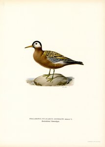Phalarope à bec large - Magnus Ferdinand and Wilhelm von Wright