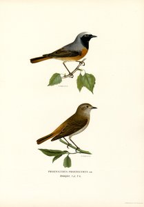 Rougequeue (lithographie en couleur) - Magnus Ferdinand and Wilhelm von Wright